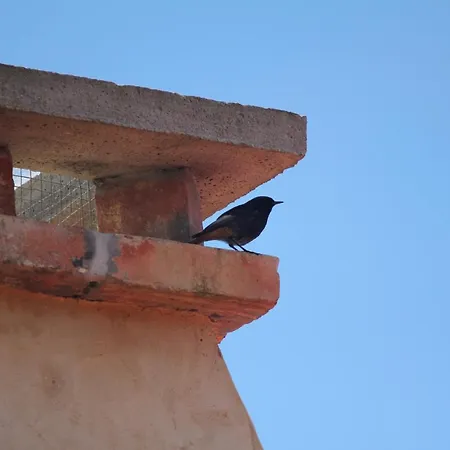 Casa De Vilar De Rei, Ferias Em Familia Com Piscina 펜션