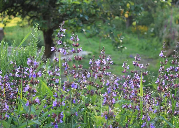 Semesterbostad Casa De Vilar De Rei, Ferias Em Familia Com Piscina